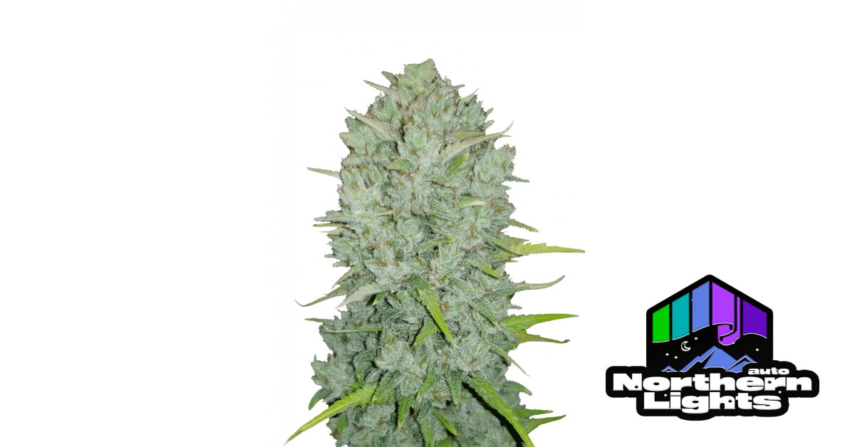 Northern Lights Auto
