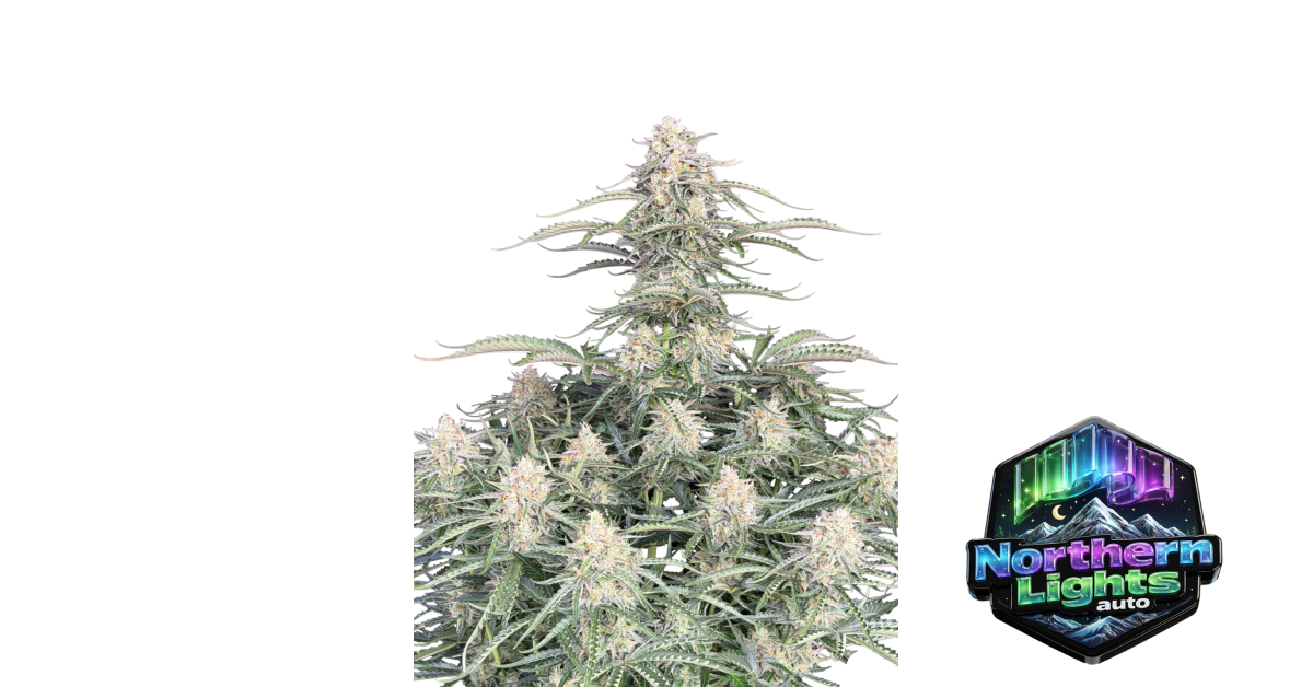 Northern Lights Auto — breeder photo