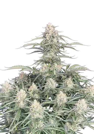 Photo of Northern Lights Auto