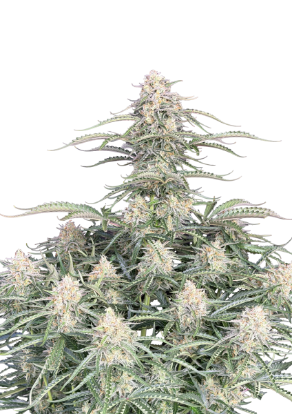 Northern Lights Auto