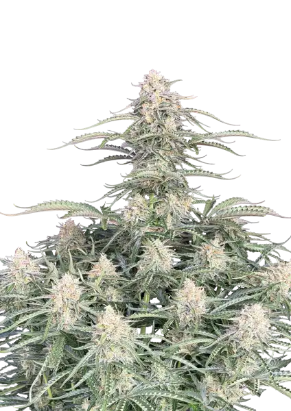 Photo of Northern Lights Auto