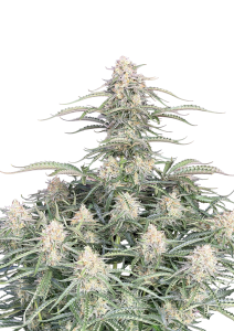 Northern Lights Auto