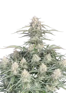 Photo of Northern Lights Auto