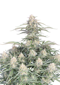 Northern Lights Auto
