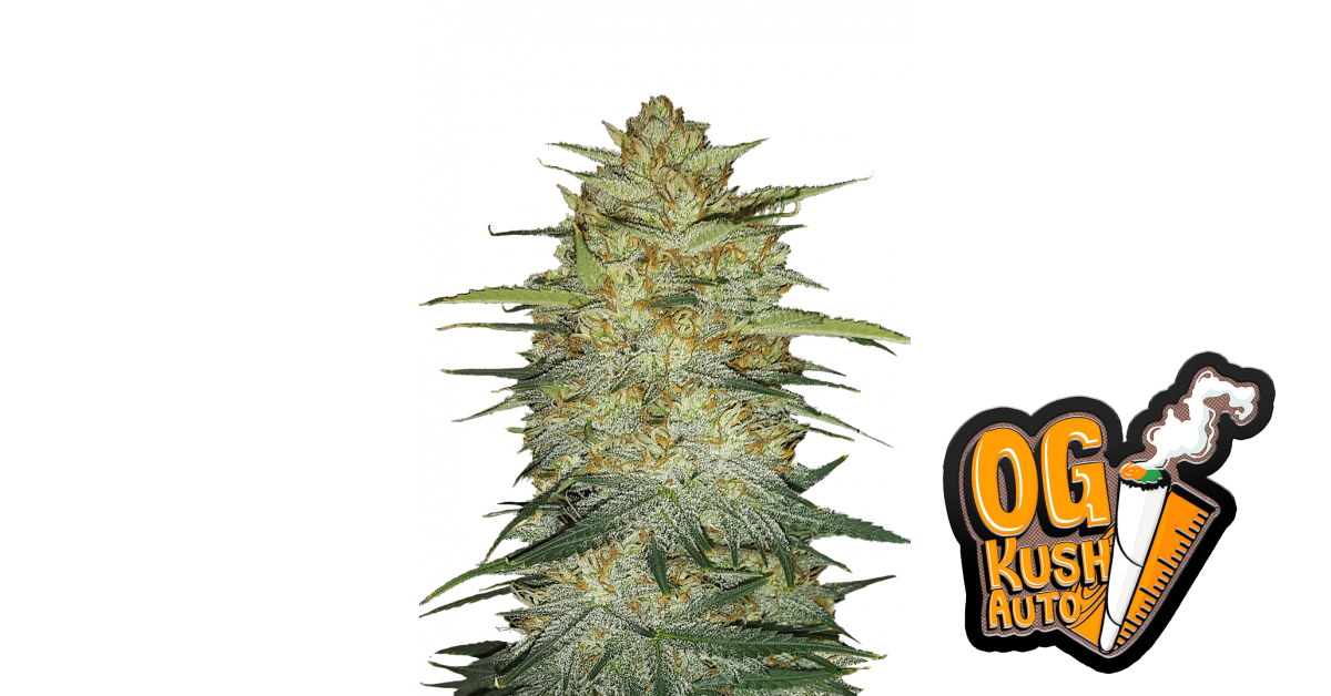 OG Kush Auto