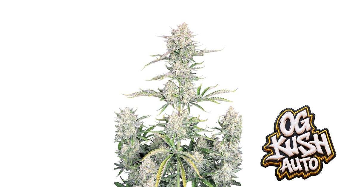 OG Kush Auto — breeder photo