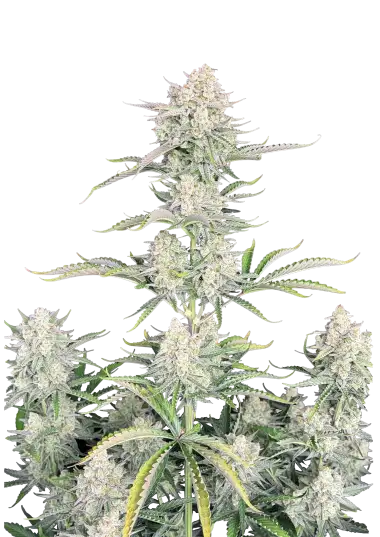 Photo of OG Kush Auto