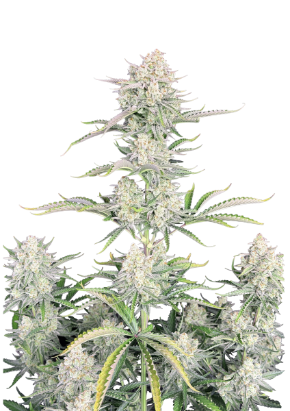 OG Kush Auto
