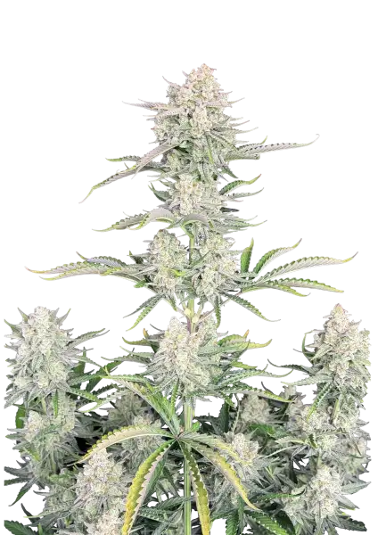 Photo of OG Kush Auto