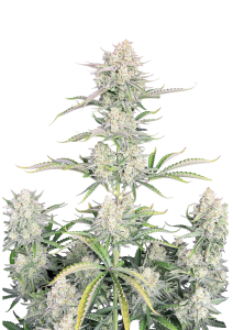 OG Kush Auto