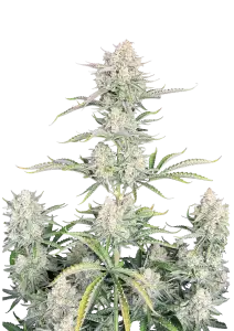 Photo of OG Kush Auto