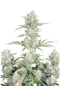 OG Kush Auto