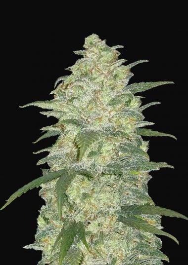 White Widow Auto Cannabis Seeds – Buy White Widow Weed Strain, Review |  Fast Buds