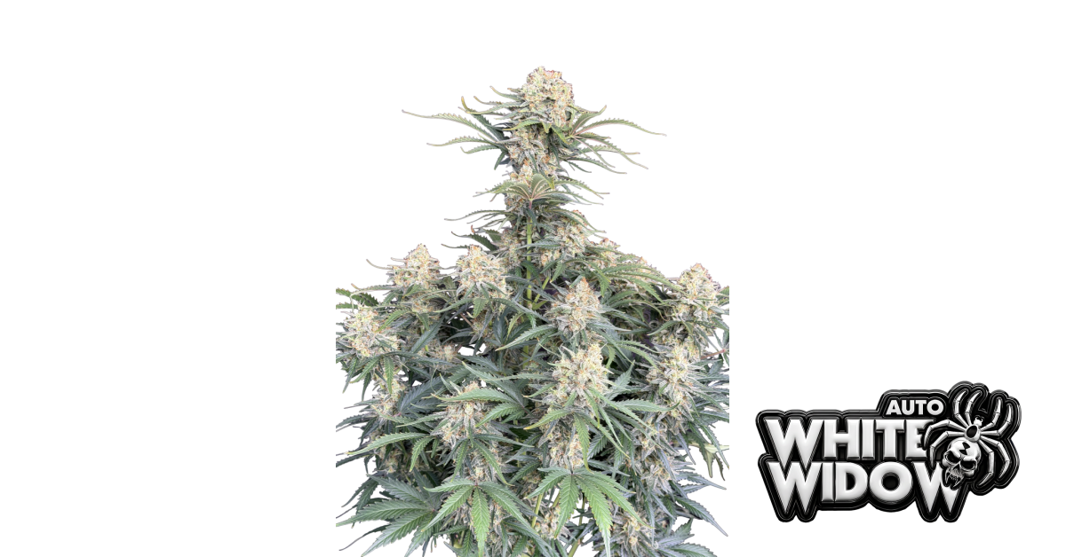 White Widow Auto — breeder photo