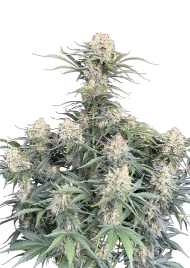 Photo of White Widow Auto