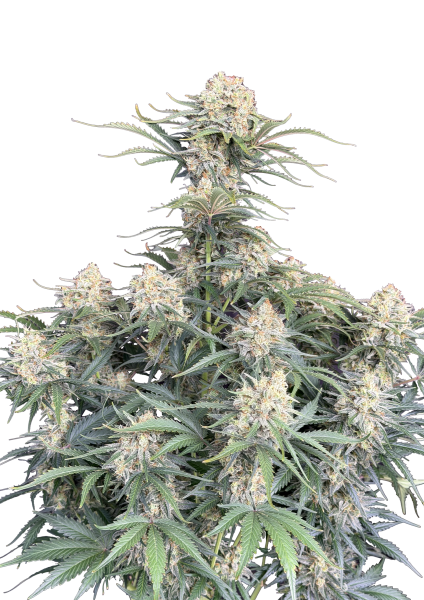 White Widow Auto