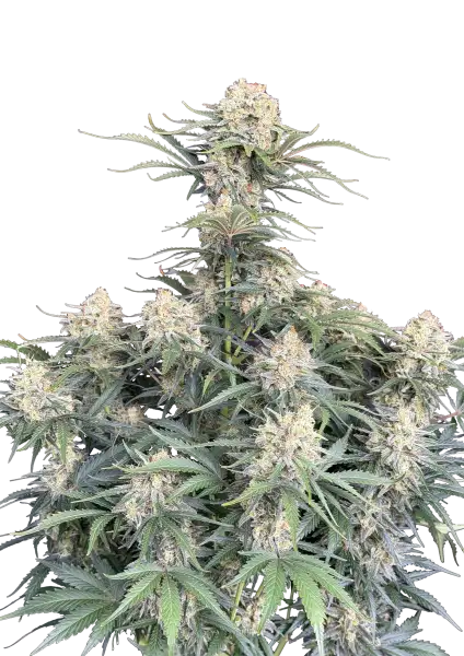 Photo of White Widow Auto