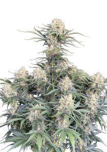White Widow Auto