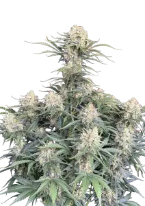 Photo of White Widow Auto