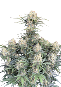 White Widow Auto
