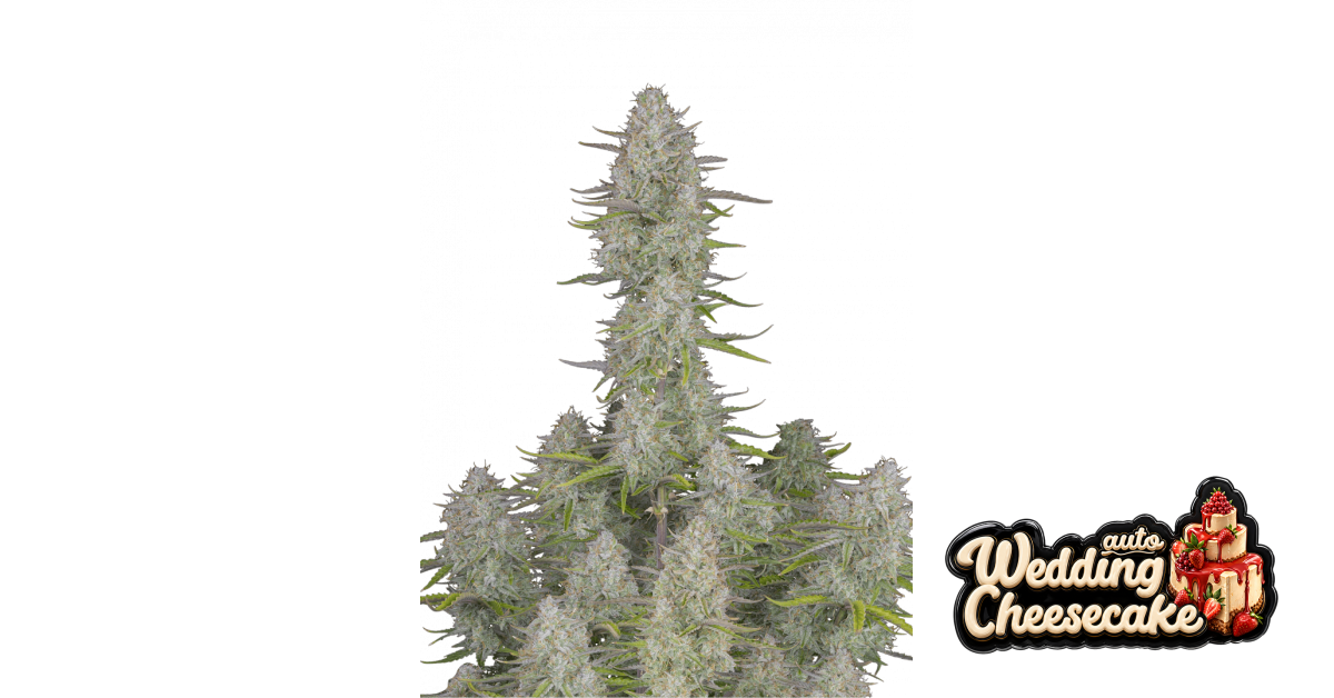 Wedding Cheesecake Auto — breeder photo