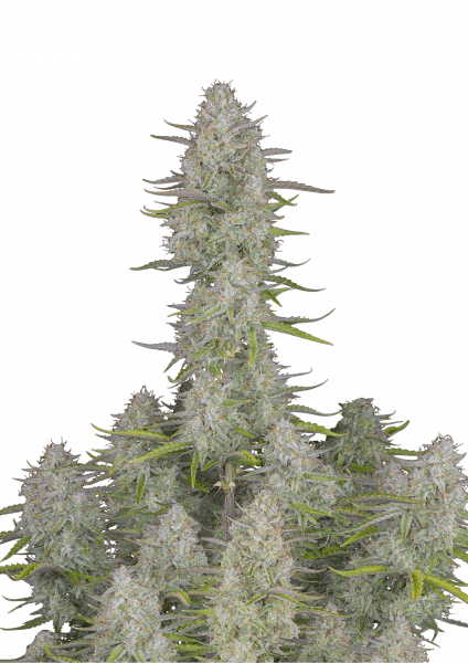 Wedding Cheesecake Auto cannabis strain by Fast Buds