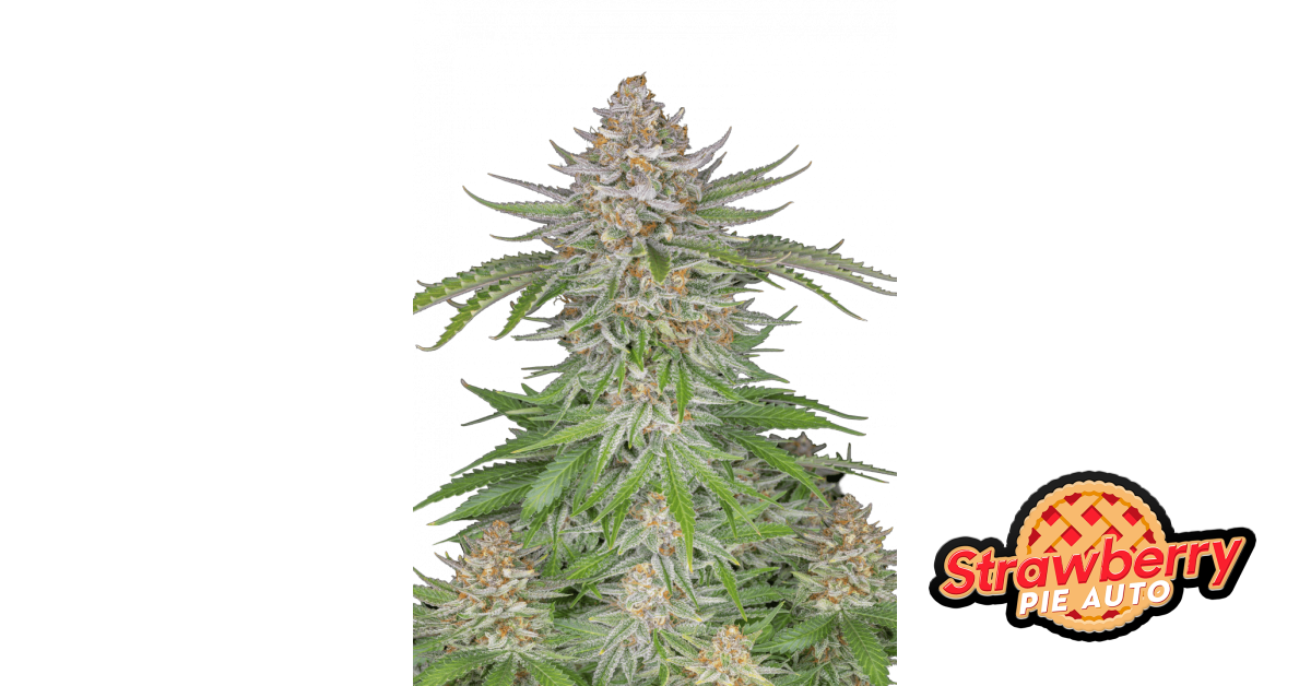 Strawberry Pie Auto — breeder photo