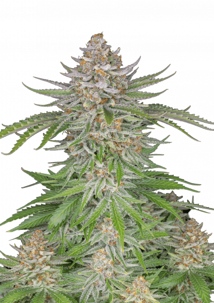 Strawberry Pie Auto