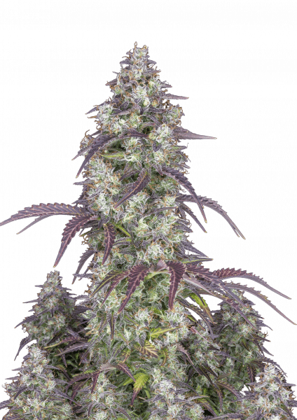 Lemon Pie Auto