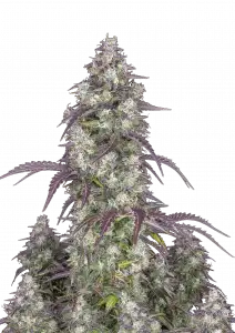 Photo of Lemon Pie Auto