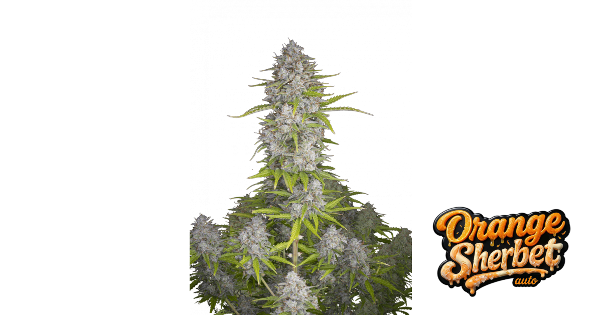 Orange Sherbet Auto — breeder photo