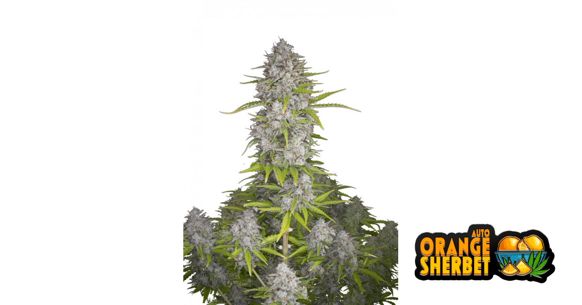 Orange Sherbet Auto