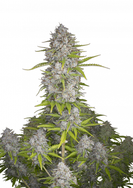 Orange Sherbert Auto