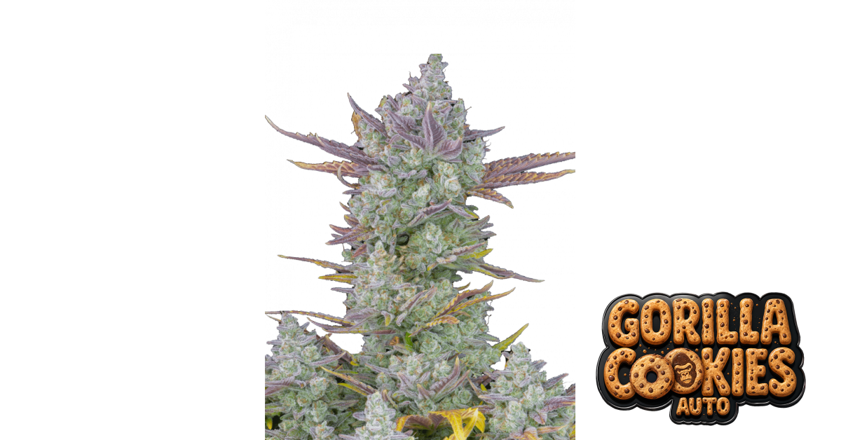 Gorilla Cookies Auto 1 St. Fast Buds