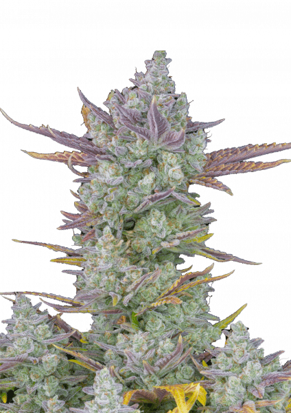Gorilla Cookies Auto cannabis strain by Fast Buds