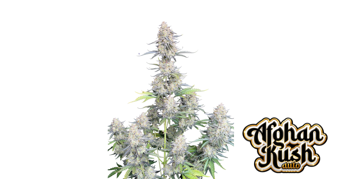 Afghan Kush Auto — breeder photo