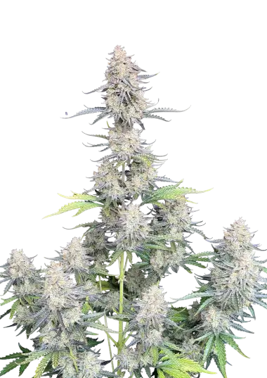 Photo of Afghan Kush Auto