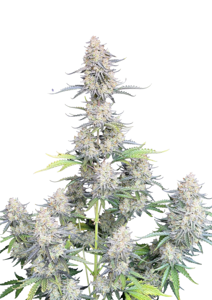 Afghan Kush Auto
