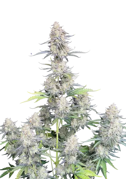 Photo of Afghan Kush Auto