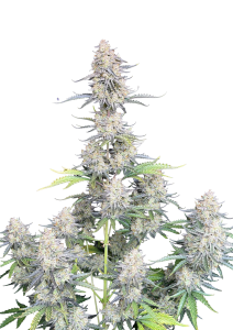 Afghan Kush Auto