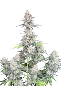 Photo of Afghan Kush Auto