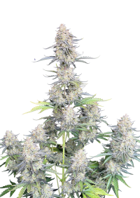 Afghan Kush Auto