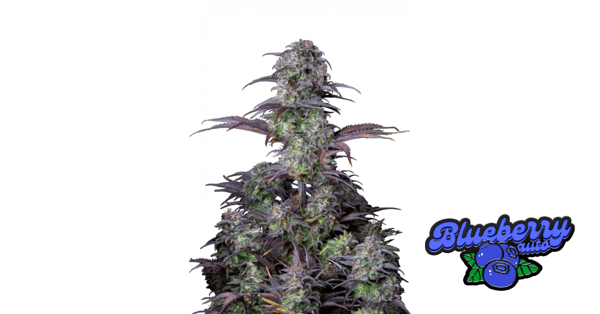 Blueberry Auto