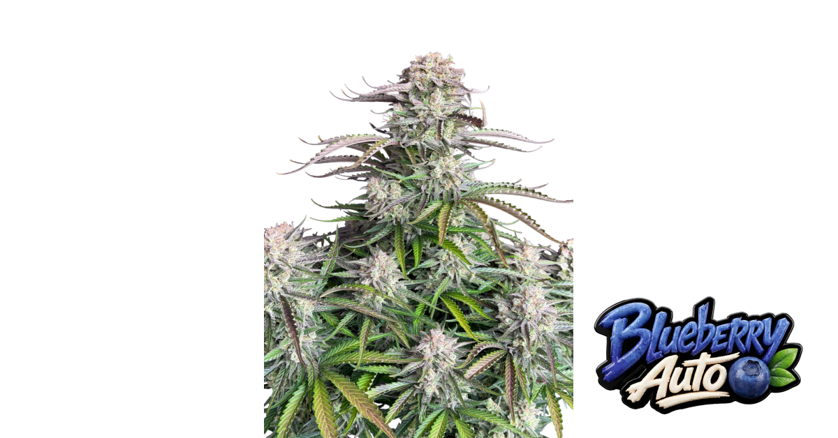 Blueberry Auto — breeder photo