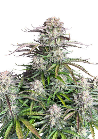 Blueberry Auto Cannabis Seeds – Buy Blueberry Weed Strain | Fast Buds ...