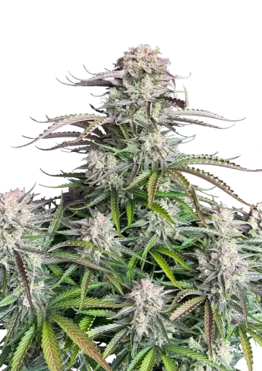 Photo of Blueberry Auto