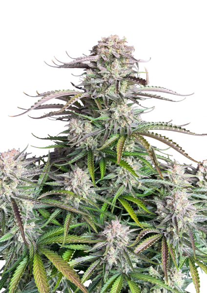 Blueberry Auto