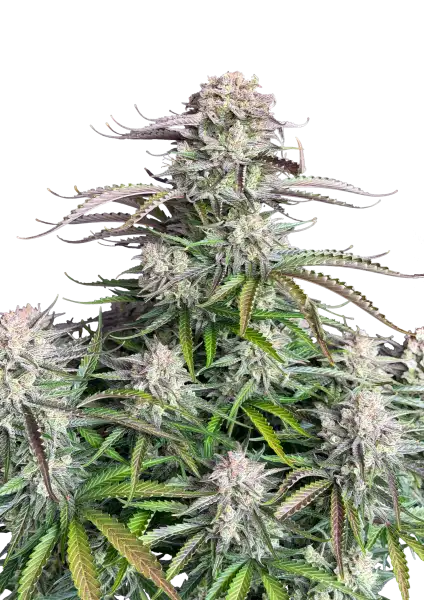 Photo of Blueberry Auto