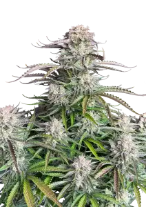 Photo of Blueberry Auto