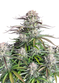 Blueberry Auto